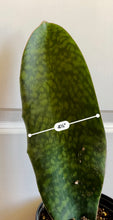 Load image into Gallery viewer, Whale Fin Plant (Sansevieria Masoniana)