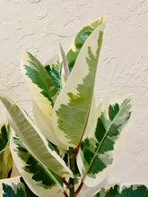 Load image into Gallery viewer, Ficus Elastica Tineke