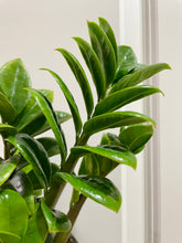 Load image into Gallery viewer, ZZ Raven and Zenzi ZZ