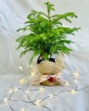 Load image into Gallery viewer, Norfolk Pine