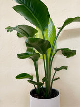 Load image into Gallery viewer, Birds of Paradise (Strelitzia Nicolai)
