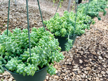 Load image into Gallery viewer, Donkey’s Tail (Sedum Morganianum)
