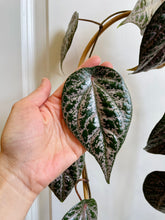 Load image into Gallery viewer, Celebes Pepper (Piper crocatum)