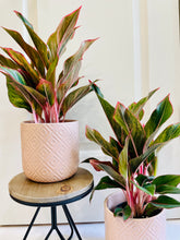 Load image into Gallery viewer, Blushing Pink