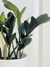 Load image into Gallery viewer, ZZ Raven and Zenzi ZZ