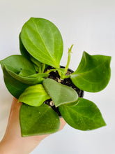 Load image into Gallery viewer, Hoya Pachyclada