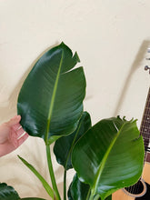 Load image into Gallery viewer, Birds of Paradise (Strelitzia Nicolai)