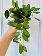 Load image into Gallery viewer, Hoya sp aff Burtoniae