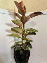 Load image into Gallery viewer, Ficus Elastica Red Ruby