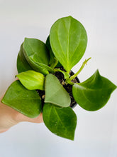 Load image into Gallery viewer, Hoya Pachyclada