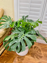 Load image into Gallery viewer, Monstera Deliciosa