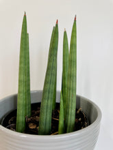Load image into Gallery viewer, African Spears (Sansevieria cylindrica)