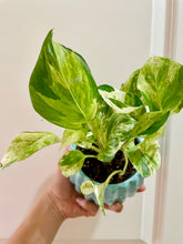 Load image into Gallery viewer, Manjula Pothos (Epipremnum aureum)