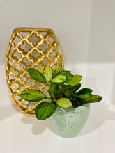 Load image into Gallery viewer, Hoya Australis Lisa