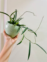 Load image into Gallery viewer, Hoya Shepherdii