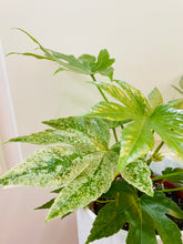 Load image into Gallery viewer, Japanese Aralia (Fatsia Japonica Variegata)