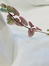 Load image into Gallery viewer, Variegated String of Hearts (Ceropegia woodii variegata )