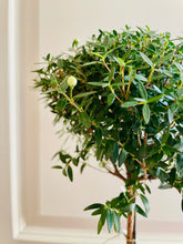 Load image into Gallery viewer, Heirloom Myrtle Topiary (Myrtus Communis)