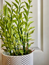 Load image into Gallery viewer, Var. Devil’s Backbone (Pedilanthus tithymaloides)