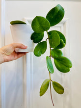 Load image into Gallery viewer, Hoya Obovata