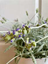 Load image into Gallery viewer, Lavender varieties