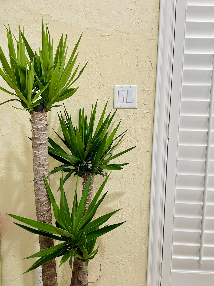 yucca cane scientific name Yucca Cane (Yucca gigantea elephantipes) – Happy Sunrize