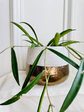 Load image into Gallery viewer, Hoya Shepherdii