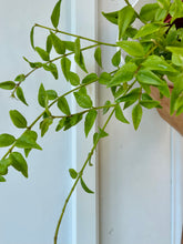 Load image into Gallery viewer, Hoya Bella