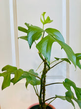 Load image into Gallery viewer, Monstera Ginny (Rhaphidophora Tetrasperma)
