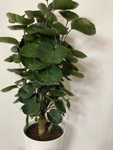 Load image into Gallery viewer, Aralia Fabian (Polyscias scutellaria ‘Fabian’)

