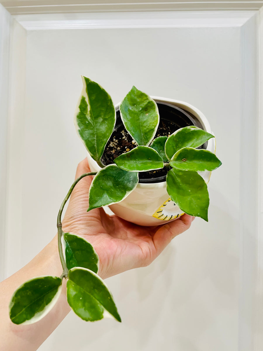 Hoya Carnosa Krimson Queen – Happy Sunrize