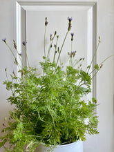 Load image into Gallery viewer, Lavender varieties