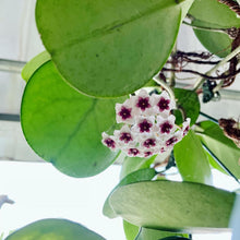 Load image into Gallery viewer, Hoya Obovata