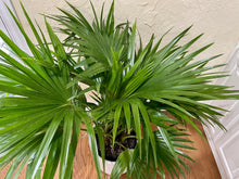 Load image into Gallery viewer, Fan palm tree (Cocos nucifera)
