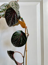 Load image into Gallery viewer, Celebes Pepper (Piper crocatum)