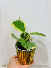 Load image into Gallery viewer, Hoya Kerrii Variegated (Hoya Kerrii Albo)