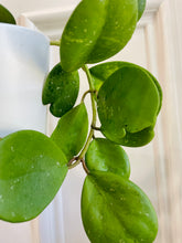 Load image into Gallery viewer, Hoya Obovata