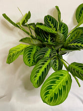 Load image into Gallery viewer, Lemon Lime Prayer Plant (Maranta Leuconeura)