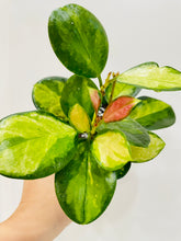 Load image into Gallery viewer, Hoya Australis Lisa