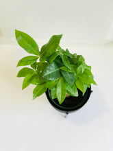 Load image into Gallery viewer, Money Tree (Pachira)