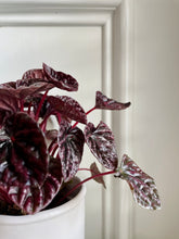 Load image into Gallery viewer, Peperomia Caperata