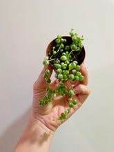 Load image into Gallery viewer, Variegated String of Pearls (Senecio or Curio rowleyanus f. variegatus)