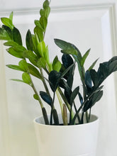 Load image into Gallery viewer, ZZ Raven and Zenzi ZZ