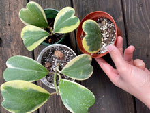Load image into Gallery viewer, Hoya Kerrii Variegated (Hoya Kerrii Albo)