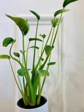 Load image into Gallery viewer, Tiny Dancers Alocasia (Alocasia “Tiny Dancers”)