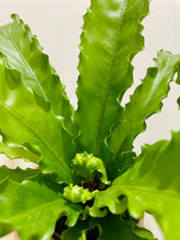 Load image into Gallery viewer, Birds Nest Fern