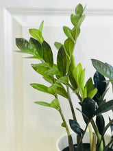 Load image into Gallery viewer, ZZ Raven and Zenzi ZZ