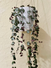 Load image into Gallery viewer, String of Hearts (Ceropegia woodii)