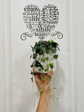 Load image into Gallery viewer, String of Hearts (Ceropegia woodii)