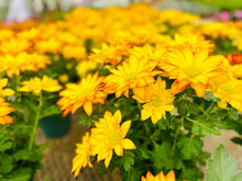 Load image into Gallery viewer, Fall MUM arrangement